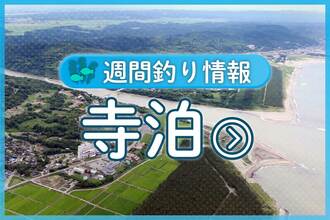 寺泊港周辺で良型のアオリイカ狙い 船で3キロ級のマダイ