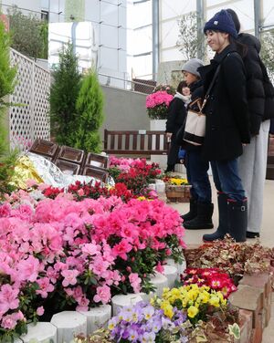 ピンクや白など色鮮やかなアザレアが来場者を魅了する企画展＝新潟市秋葉区金津