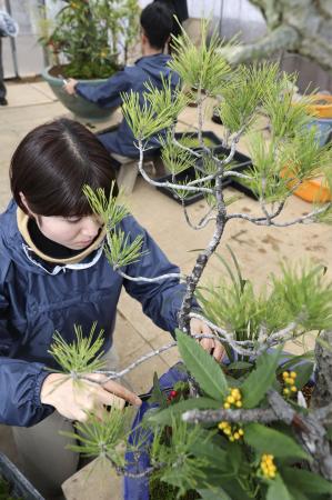 　新年に皇居などに飾られる盆栽の「春飾り」を準備する宮内庁職員＝２４日午前、皇居