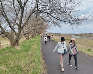 約100人が参加した加治川桜堤ウォーク=5日、聖籠町道賀新田