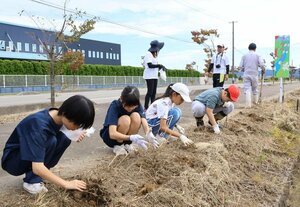 小中学生と住民らがスイセンの球根を植えたフラワーロード活動=三条市福島新田