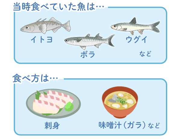 当時食べていた魚は、イトヨ、ボラ、ウグイなどです。刺身や味噌汁(ガラ)などにして食べていました