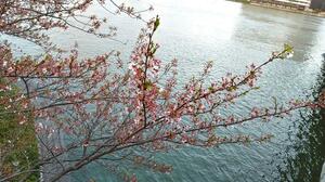 萬代橋(ばんだいばし)の上から、水辺の桜を望む=新潟市中央区