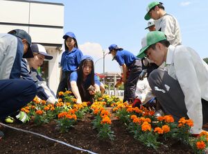 マリーゴールドの苗を植える高田農高の生徒ら=上越市茶屋ケ原