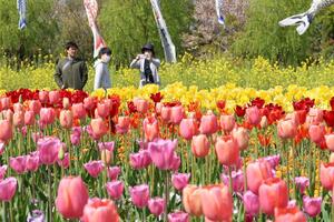 菜の花チューリップまつりが開催中のいくとぴあ食花=新潟市中央区
