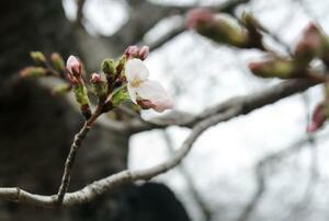 　大阪城公園で開花した標本木のソメイヨシノ＝２６日午前
