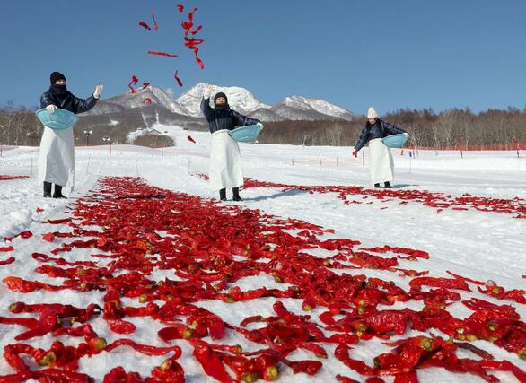 雪にさらされるトウガラシ=20日、妙高市