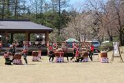 桜の下、和太鼓やダンス披露　妙高・「経塚山公園さくらまつり」にぎわう