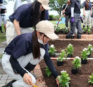 花壇にニチニチソウの苗を植える高田農業高校の生徒ら=上越市茶屋ヶ原