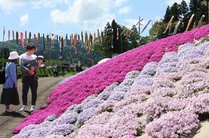 見頃を迎えたシバザクラ=5月2日、上越市板倉区