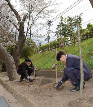 苗木を植える横田めぐみさんの同級生たち。目立つようにと、葉の赤い「紅葉関山桜」を植えた=10日、新潟市中央区