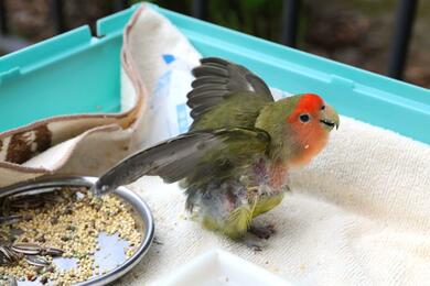 100歳”のコザクラインコ元気いっぱい！長岡市・悠久山小動物園の「コザ