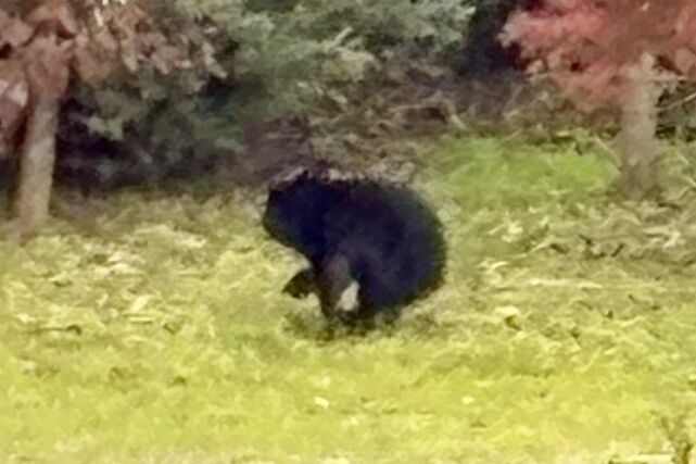 阿賀野市新保の建設会社に立てこもったクマ＝３１日午前１０時半ごろ（提供写真）