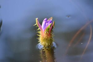 美守小の観察池で咲いたオニバスの花=8月21日撮影(三和の自然と地域を育む会提供)