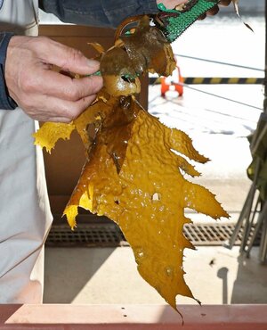 佐渡潜水が人工魚礁に用いるツルアラメ。網状の基板に根のような部分を張り巡らせ、新たな株を生じさせる=2月15日、佐渡市白瀬