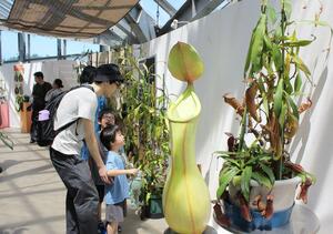約250株の食虫植物が並ぶ企画展=21日、新潟市秋葉区