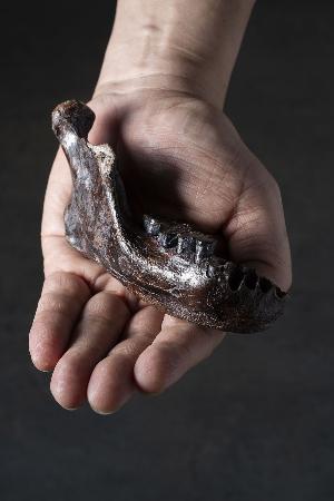 デニソワ人のものと特定された、台湾沖で発見された下顎の化石(張鈞翔氏、張介宇氏提供)