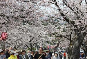 満開になった高田城址公園の桜=4月8日、上越市