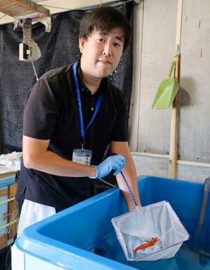 茨城県水産試験場でボタンエビの養殖を担当する水谷宏太主任=10月、茨城県ひたちなか市