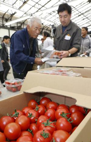 赤く色づいた白根のミニトマト。本格的な出荷が始まった=5月13日、新潟市南区東笠巻