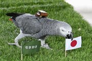 ［サッカー北中米Ｗ杯］占いインコの予想は日本３連勝！2023年のWBCでも占ったインコ、あのときは…？