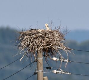 抱卵が確認されたコウノトリの巣=4月30日、上越市三和区