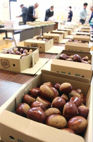 出来栄えを競い合った五泉・村松地区特産の栗の品評会＝五泉市村松乙