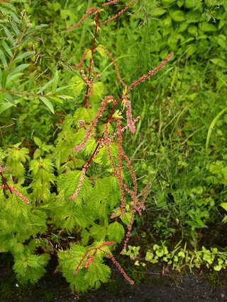 	繊維を取る植物として活用されたアカソ（県立植物園提供）