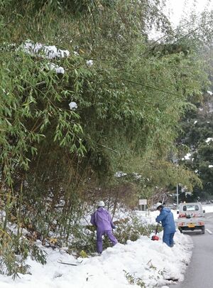 道路にはみ出るほど伸びた竹を撤去する作業員ら=12月21日午前11時過ぎ、佐渡市浜河内