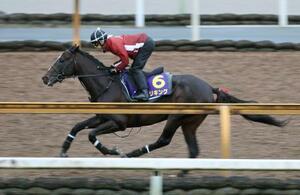 菊花賞に向け、調整するエリキング=栗東トレーニングセンター