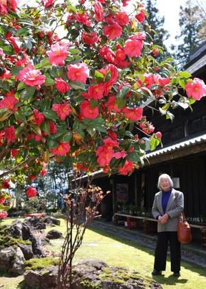 見頃を迎えた坂口記念館の雪椿＝８日、上越市頸城区鵜ノ木