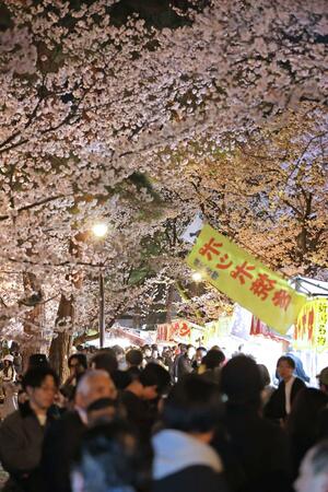 ライトアップされた満開の夜桜を楽しむ花見客=9日、上越市の高田城址公園