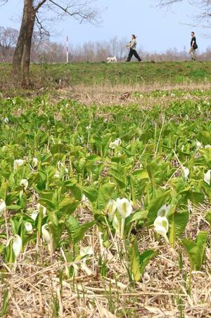 白い苞が美しいミズバショウの群生地＝胎内市地本