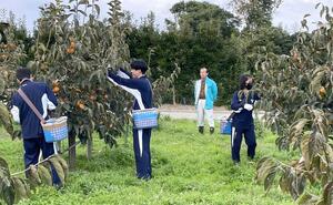 おけさ柿の収穫を体験する羽茂高の生徒＝佐渡市（羽茂高校提供）
