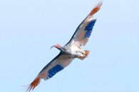 トキが本州初放鳥、石川県能登半島で　復興の象徴へ…56年ぶりに本州の空舞う　「飛んだ、飛んだ！」観客から歓声
