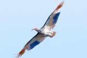 トキが本州初放鳥、石川県能登半島で　復興の象徴へ…56年ぶりに本州の空舞う　「飛んだ、飛んだ！」観客から歓声