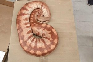 発見された「マラヤンブラッドパイソン」（アークランズ提供）