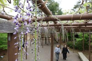 まもなく見頃を迎える八藤園のフジ棚=28日、新潟市江南区沢海2