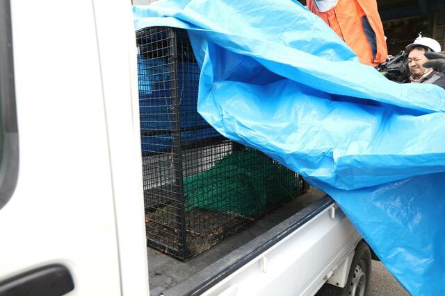 捕獲されたクマ（緑の網の中）＝３１日午後３時２３分、阿賀野市新保