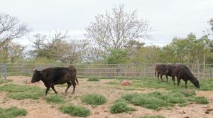 広い放牧場で伸び伸びと過ごす牛たち＝４月３０日、佐渡市の経塚放牧場