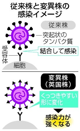 感染しやすく変異 英国株若者も警戒必要 新潟日報デジタルプラス