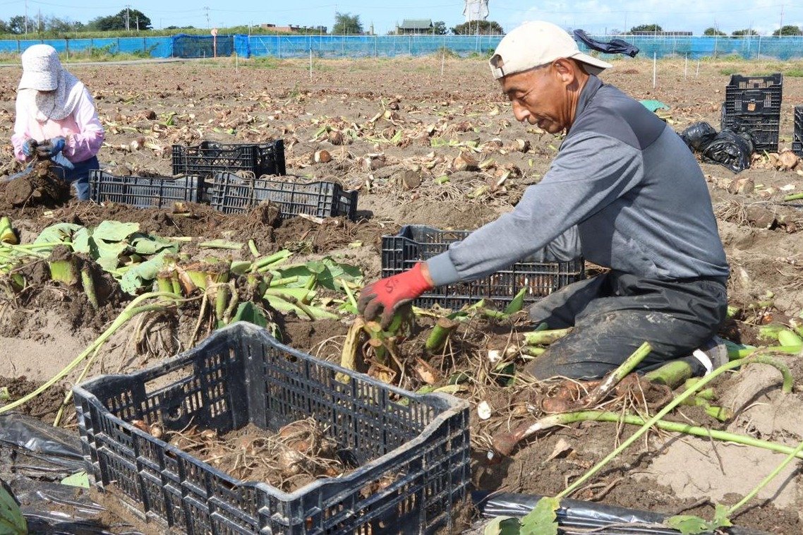 胎内市の砂地育ち「子宝さといも」を特産品へ！東京から移住の男性が