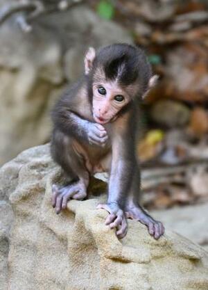 岩に登る赤ちゃんサル=6月、宮崎県串間市の幸島