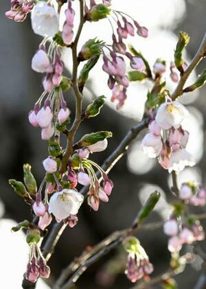 　札幌市の札幌管区気象台で開花したソメイヨシノ＝１８日午後