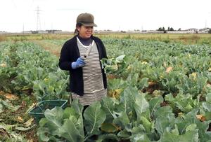 カリフラワーを丁寧に収穫する春日知代さん=柏崎市藤井