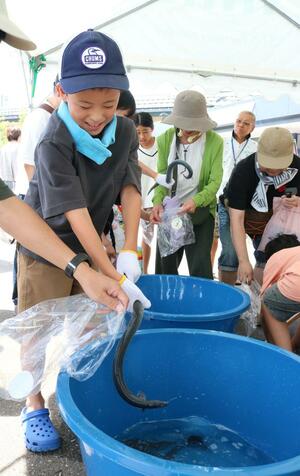 ぬるぬるで生きのいいウナギに手こずりながら捕獲した小学生=燕市国上
