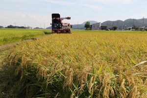 稲の刈り取り作業＝２０２５年８月下旬、新潟市