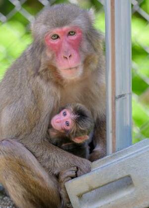 　母ザル「ハクセキ」に抱かれる赤ちゃんザル「ミラノ」（高崎山自然動物園提供）