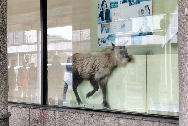 カモシカが現れて行内に侵入した第四北越銀行柏崎支店＝４月２７日、柏崎市駅前２