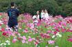 ピークを迎えたコスモスを楽しむ人たち＝１２日、長岡市宮本東方町